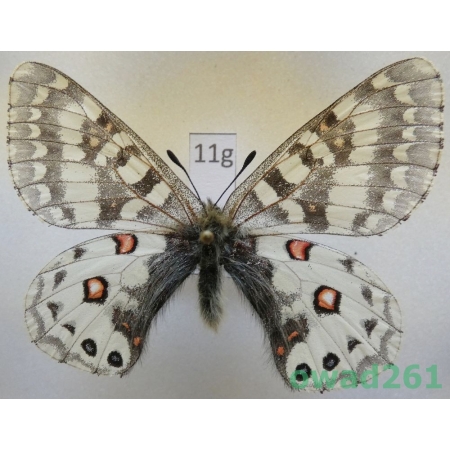 Parnassius orleans toshikoe China11g